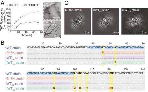 Wild Type α Synuclein Inherits The Structure And Exacerbated