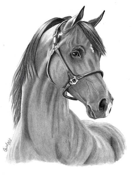 Arabian Horse Drawing By Carol Doran Fine Art America