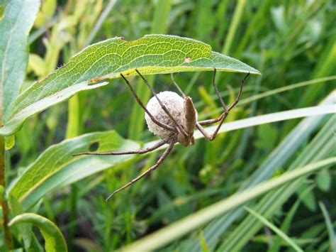 Spider In Habitat Close Up Free Image Download