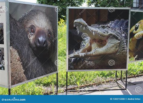 Photo Exhibition Of Wild Animals From Around The World In St