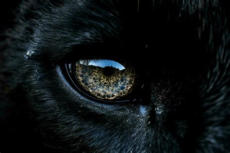 a black panthers eyes up close on black illustrat 30627297 Stock Photo at Vecteezy