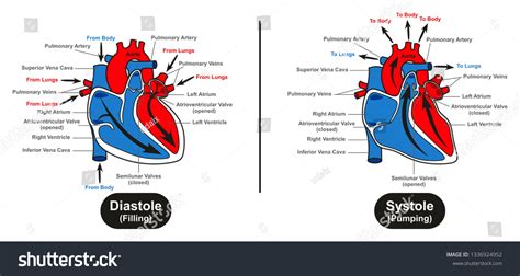 Diastole Systole Human Heart Infographic Diagram Stok Ll Strasyon