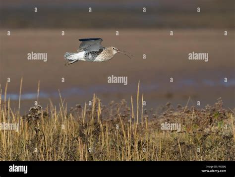 Curlews Calling Hi Res Stock Photography And Images Alamy