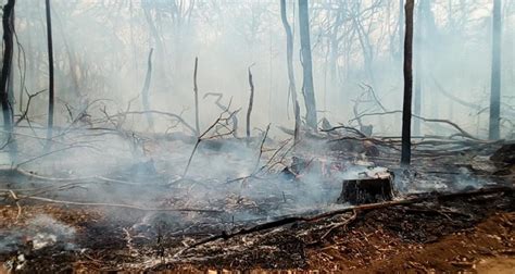 Monitoring Forest Fires Expose Devastation Of Indigenous Peoples