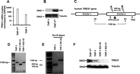 Thp 1 Hi And Thp 1 Ko Cell Lines Trex1 Overexpression And