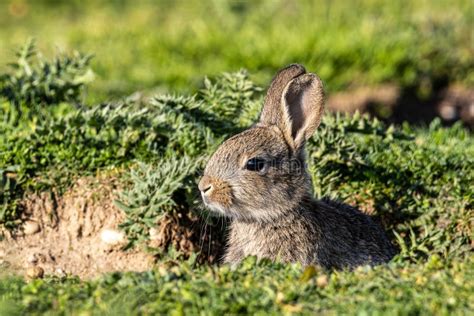 European Rabbit Common Rabbit Oryctolagus Cuniculus Sitting On A