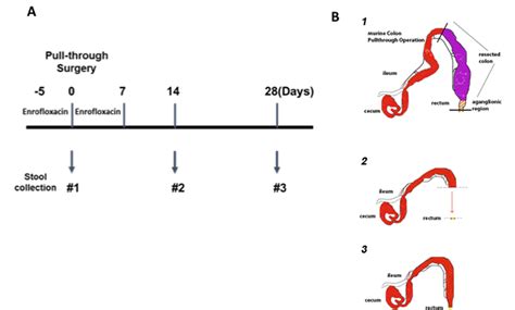 Figure 1 From Bacterial Microbiome Dynamics In Post Pull Through