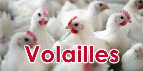 Le Prix Du Poulet De Chair En Hausse