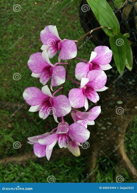 Purple orchid stock photo. Image of orchid, nature, bultiful - 60053494