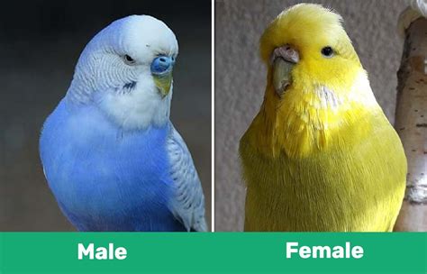 English Budgies And Parakeets Info Traits Pictures And Care Guide Pangovet