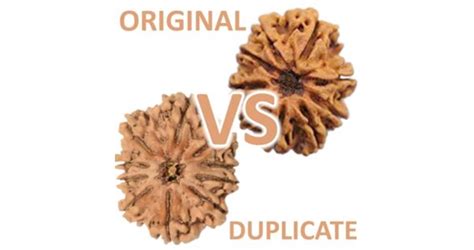 10 Easy Method To Check And Identify Original Rudraksha At Home