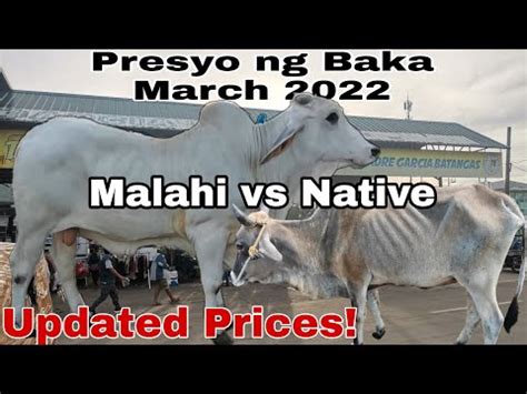 Presyo Ng Malahi Vs Presyo Ng Native Cattle Trading Capital Of The