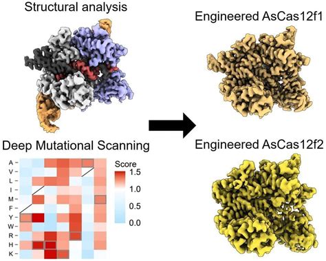 Newly Engineered CRISPR Enzyme For Editing DNA Could Improve Patient