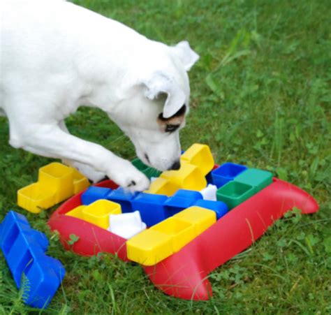 6 Fun Ways To Stimulate Your Pups Mind Through Play