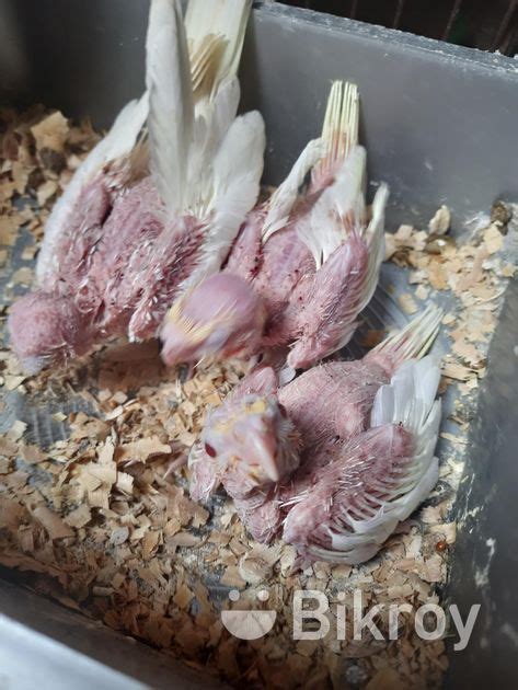 Cockatiel Bird For Sell For Sale In Mogbazar Bikroy