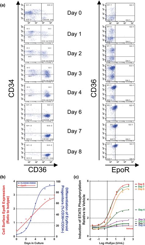 Characterization Of Cell Surface EpoR Expression And Function In