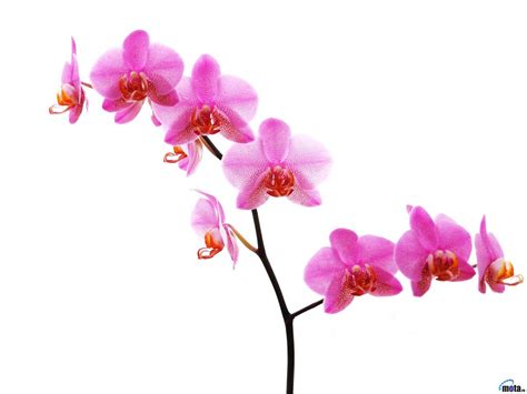 🔥 [70+] White Orchid Wallpapers | WallpaperSafari