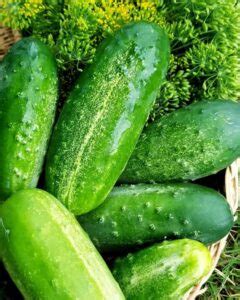 Types of Cucumbers | Slicing and Pickling Cucumber Types