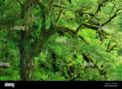 Fjordland National Park, South Island, New Zealand Stock Photo - Alamy