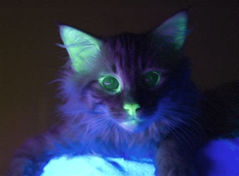 Fluorescent Cat Created By Science Neon Cat Glow In The Dark Cats