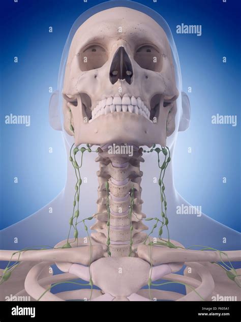 Ilustraci N M Dica Precisa Del Sistema Linf Tico El Cuello Fotograf A