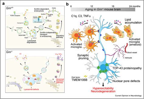 Cell Biology Of Progranulin Pgrn Deficiency In Microglia Download