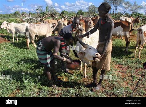 Ethiopia Hamer Men Bleed A Bull Before The Bull Jumping Ceremony