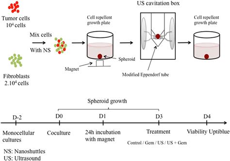 Coculture Protocol Formation Of Tumor Spheroids Treatment Protocol