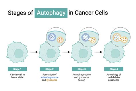 Stage Of Autophagy In Cancer Cells Biorender Science Templates