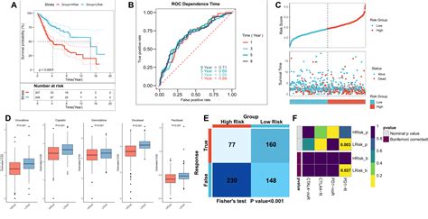 Development And Validation Of A Novel Fibroblast Scoring Model For Lung