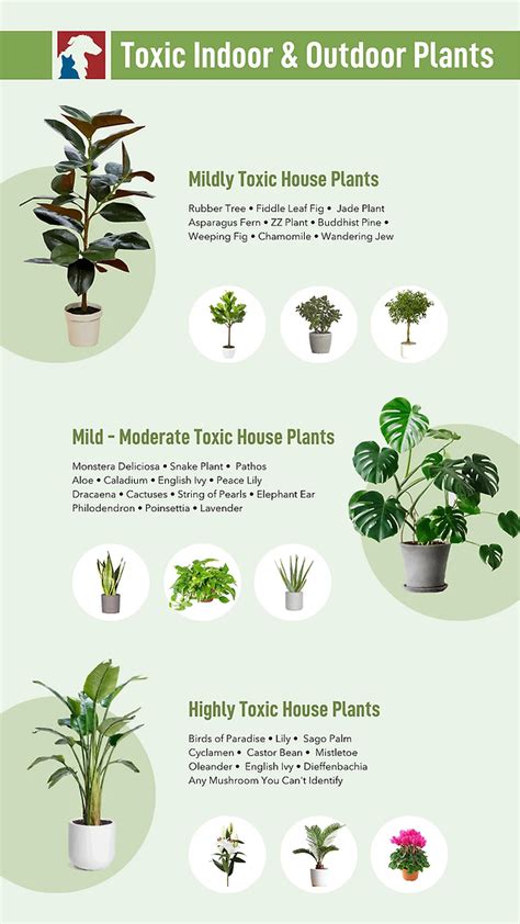 Are Houseplants Toxic To Cats Rancid Microblog Lightbox