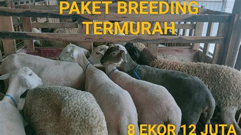 Review Harga Paket Breding Dorper Texel Merino Garut Composit Youtube