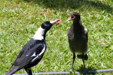 Magpie feeding it's chick by raven-2007 on DeviantArt