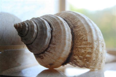 Concentric Conch Sea Shell Free Stock Photo Public Domain Pictures