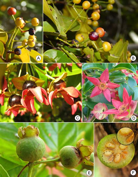 Scielo Brasil Myrtaceae Juss In Restinga Of Bahia Diversity