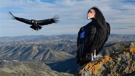 The Magnificent Thunderbird California Condors Are One Of The Largest