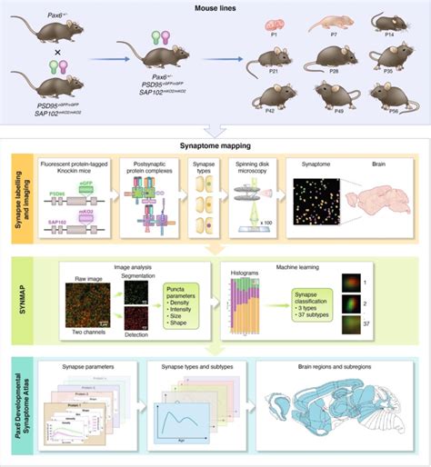 Procedure For Mapping The Synaptome Architecture Of Pax Mice Mice