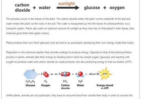 Photosynthesis and Respiration by The Science Bunch | TPT