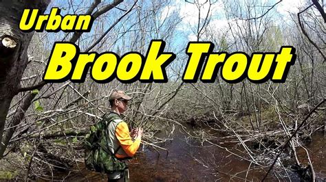 Urban Brook Trout Fishing New Brunswick Canada 2019 YouTube