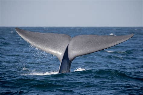 November 3 - Big, Tall, Blue Whale Flukes!!! – Discovery Whale Watch