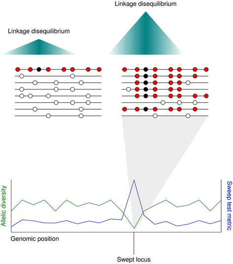 Frontiers Bioinformatic Detection Of Positive Selection Pressure In