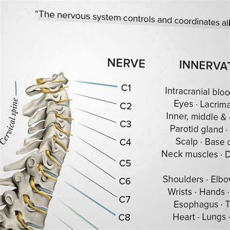 Spinal Nerve Function Chart - Etsy
