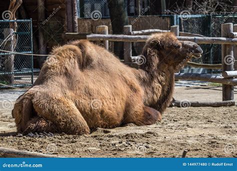 Bactrian Camel Camelus Bactrianus In A German Zoo Stock Photo Image