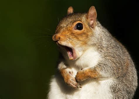 Squirrels Express Frustration By Twitching Their Tails Researchers Say