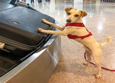 Cómo viajar en avión con una mascota