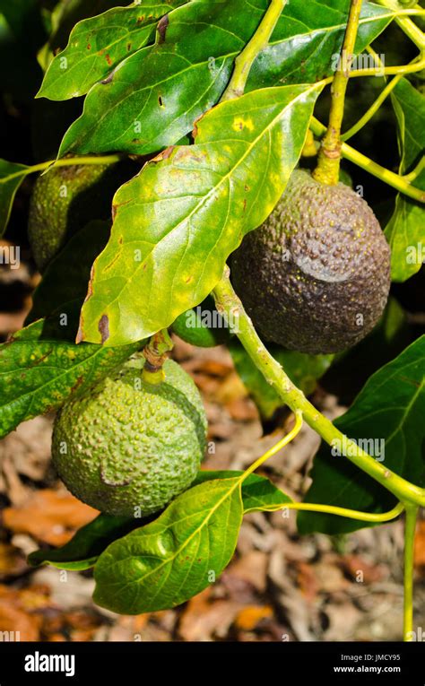 Haas Avocado Stock Photos & Haas Avocado Stock Images - Alamy