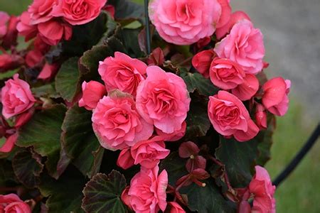 15 Types of Begonias to Bring Beauty to Your Home - Worst Room