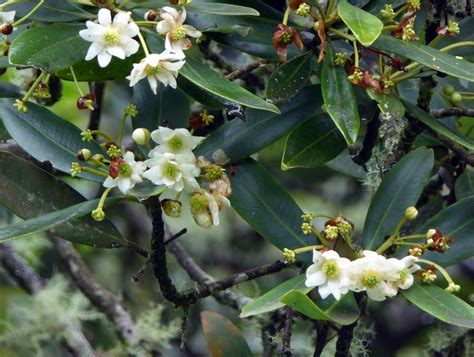drimys granadensis lf  winteraceae  photo  flickriver