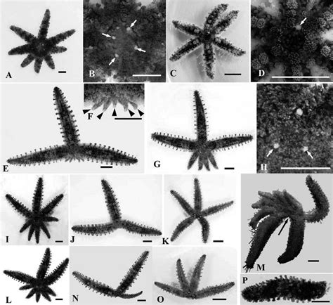 Starfish Reproduction