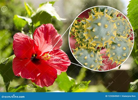 Hibiscus Rosa Sinensis Flower With Close Up View Of Its Pollen Grains